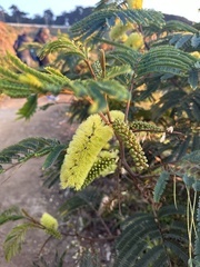 Paraserianthes