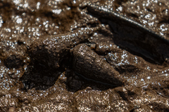 Tympanotonos fuscatus