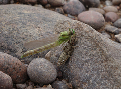 Ophiogomphus obscurus