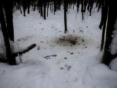 Haliaeetus albicilla