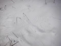 Haliaeetus albicilla