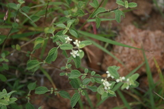 Lantana achyranthifolia