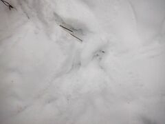 Haliaeetus albicilla