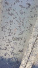 Leucauge argyrobapta