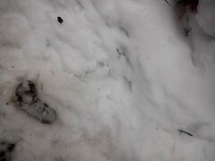 Haliaeetus albicilla