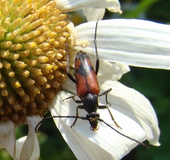 Stenurella bifasciata