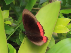 Biblis hyperia