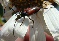 Stenurella bifasciata