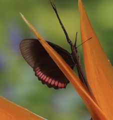 Biblis hyperia