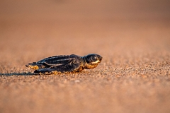 Dermochelys coriacea