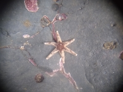 Leptasterias hexactis