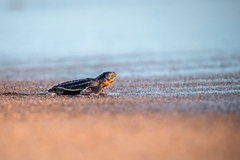 Dermochelys coriacea