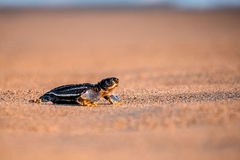 Dermochelys coriacea