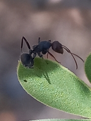 Camponotus sericeus