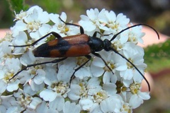 Stenurella bifasciata