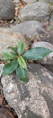Pittosporum undulatum