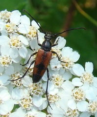 Stenurella bifasciata