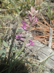 Oxytropis lambertii