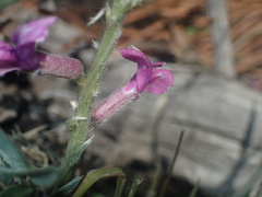 Oxytropis lambertii