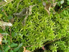 Sphagnum teres