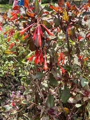 Fuchsia boliviana
