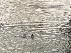 Mergus merganser