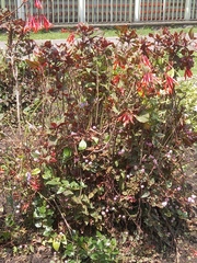Fuchsia boliviana