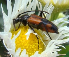 Stenurella bifasciata