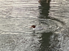 Mergus merganser