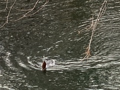 Mergus merganser