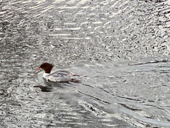 Mergus merganser
