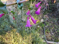Penstemon spectabilis