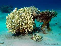 Dascyllus marginatus