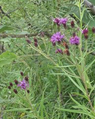 Vernonia marginata