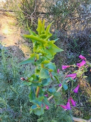 Penstemon spectabilis