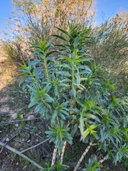 Penstemon spectabilis