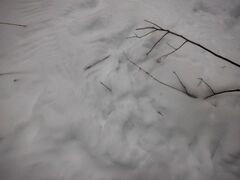 Haliaeetus albicilla