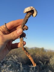 Battarreoides diguetii