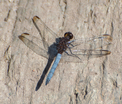 Erythrodiplax atroterminata