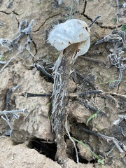 Battarreoides diguetii