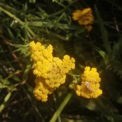 Nidorella