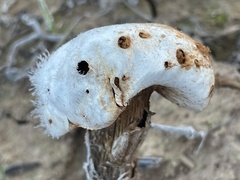 Battarreoides diguetii