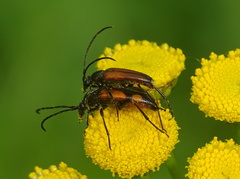 Stenurella bifasciata