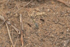 Brachythemis impartita