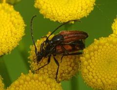 Stenurella bifasciata