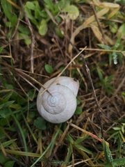 Helix pomatia