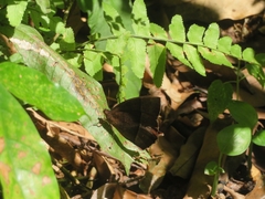 Taygetis rufomarginata
