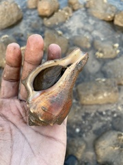 Volegalea cochlidium