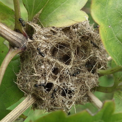 Crematogaster peringueyi