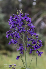 Delphinium parryi